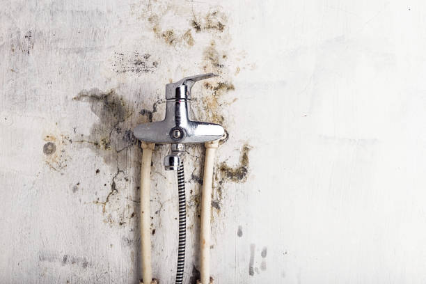 Trusted Aurora, IL Mold Removal Experts