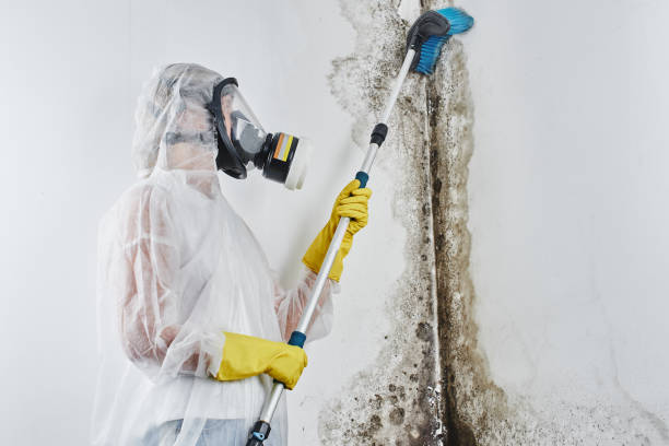 Best Office Mold Removal Services  in Aurora, IL