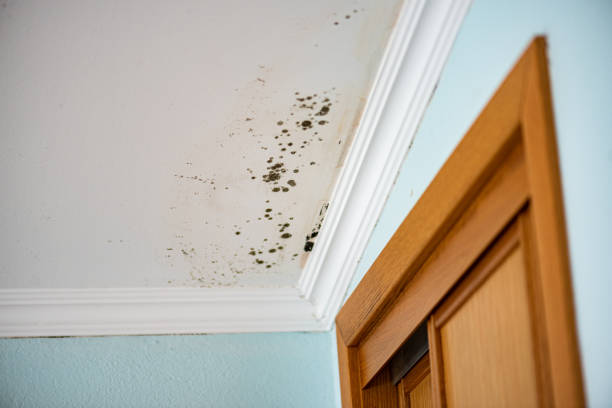 Best Home Mold Removal  in Aurora, IL