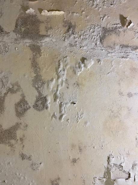 Best Certified Mold Removal  in Aurora, IL