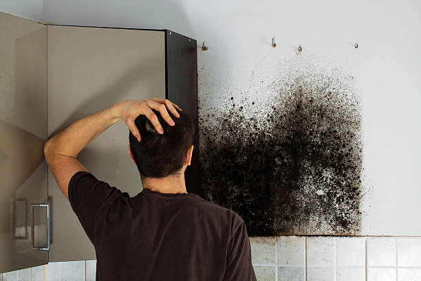 Best Mold Removal Process  in Aurora, IL