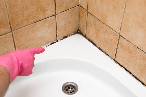 Best Crawl Space Mold Removal  in Aurora, IL
